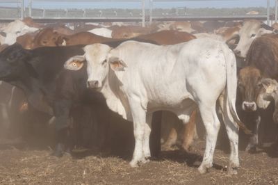 12-18 Decks of Brahman & XBred Steers