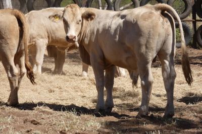 App. 108 VGQ Charolais X No.5 mixed weaners