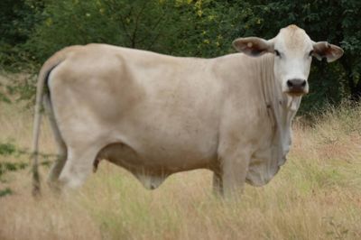 Approx. 76x76 Cows & Calves/weaners