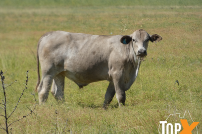 240 Xbred Steers & Heifers