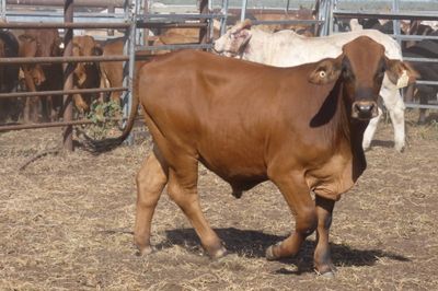 12-18 Decks of Brahman & XBred Steers