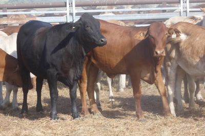 12-18 Decks of Brahman & Xbred Heifers
