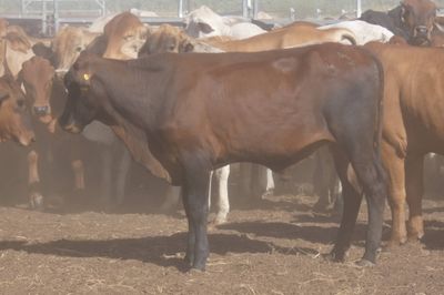 12-18 Decks of Brahman & XBred Steers