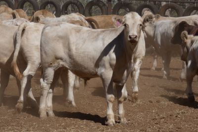 App. 108 VGQ Charolais X No.5 mixed weaners
