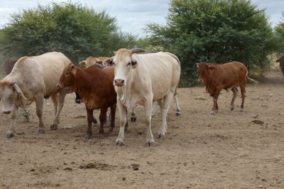 Approx. 76x76 Cows & Calves/weaners