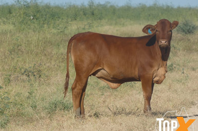 240 Xbred Steers & Heifers