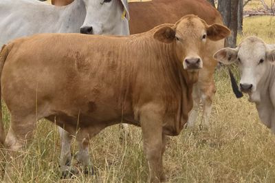 125 Charolais X Steers & 50 Heifers