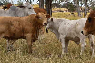 125 Charolais X Steers & 50 Heifers