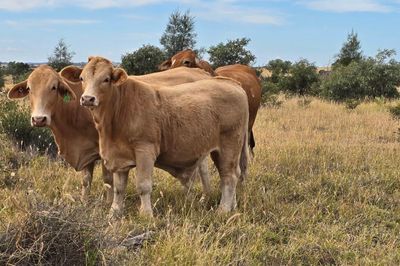 125 Charolais X Steers & 50 Heifers