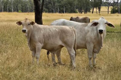125 Charolais X Steers & 50 Heifers