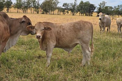 125 Charolais X Steers & 50 Heifers