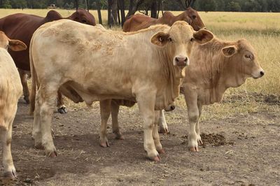 125 Charolais X Steers & 50 Heifers