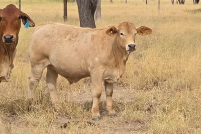125 Charolais X Steers & 50 Heifers
