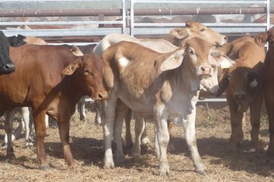 12-18 Decks of Brahman & Xbred Heifers