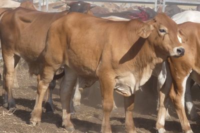 12-18 Decks of Brahman & XBred Steers