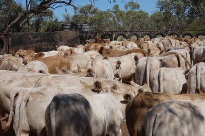 App. 108 VGQ Charolais X No.5 mixed weaners