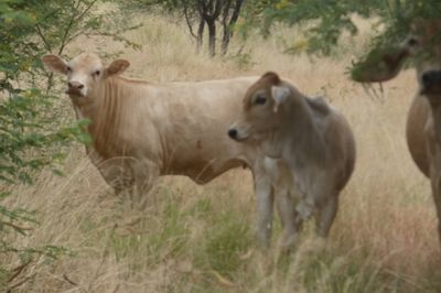 Approx. 76x76 Cows & Calves/weaners