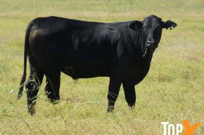 240 Xbred Steers & Heifers