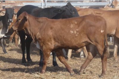 12-18 Decks of Brahman & Xbred Heifers