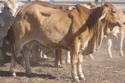 12-18 Decks of Brahman & XBred Steers