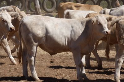 App. 108 VGQ Charolais X No.5 mixed weaners