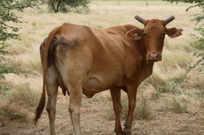 Approx. 76x76 Cows & Calves/weaners