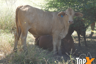 240 Xbred Steers & Heifers