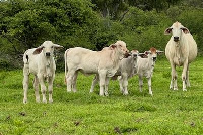 QUALITY YOUNG COW & CALF PACKAGES