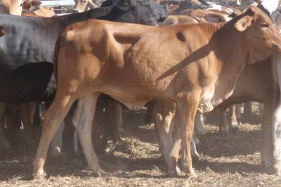12-18 Decks of Brahman & Xbred Heifers