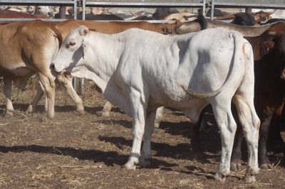 12-18 Decks of Brahman & XBred Steers