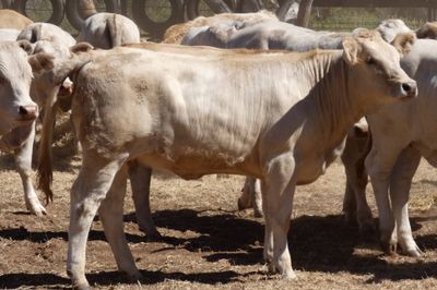App. 108 VGQ Charolais X No.5 mixed weaners