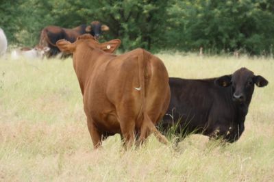 Approx. 76x76 Cows & Calves/weaners