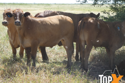 240 Xbred Steers & Heifers