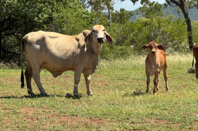 QUALITY YOUNG COW & CALF PACKAGES