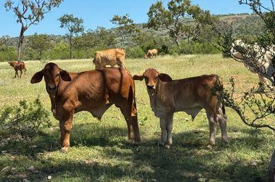 QUALITY YOUNG COW & CALF PACKAGES