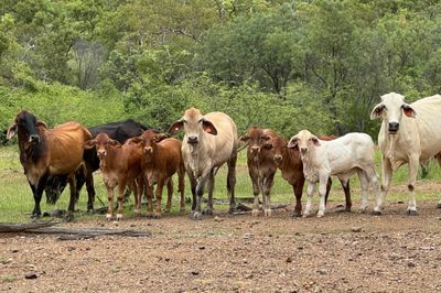 QUALITY YOUNG COW & CALF PACKAGES