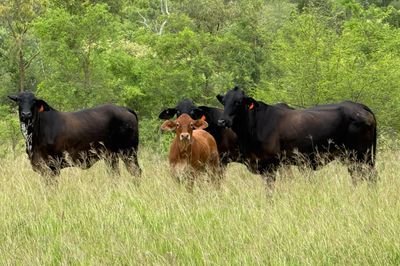 QUALITY YOUNG COW & CALF PACKAGES