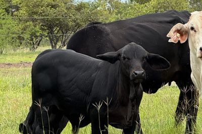 QUALITY YOUNG COW & CALF PACKAGES