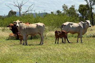 QUALITY YOUNG COW & CALF PACKAGES