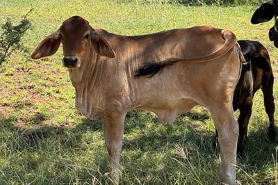 QUALITY YOUNG COW & CALF PACKAGES