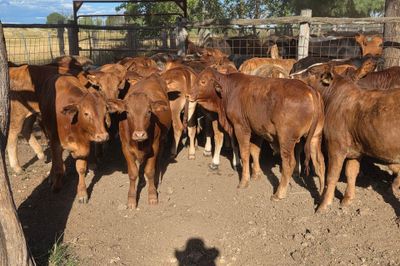 34 Crossbred Steers