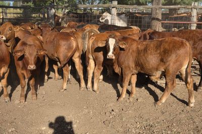 34 Crossbred Steers