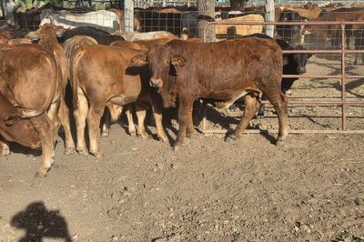 34 Crossbred Steers