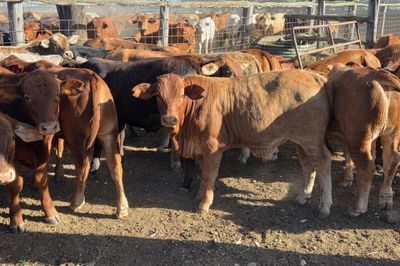 34 Crossbred Steers