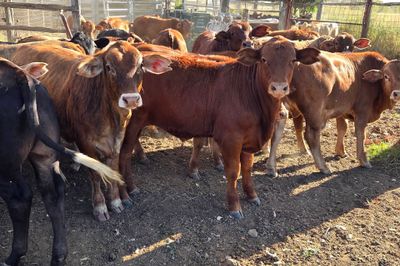 34 Crossbred Steers