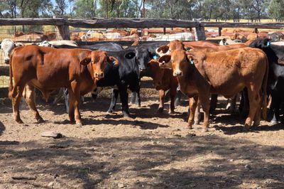 108 Crossbred Steers