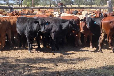 108 Crossbred Steers