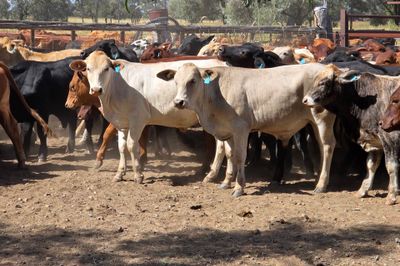 108 Crossbred Steers