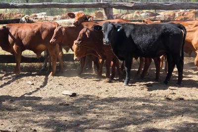 108 Crossbred Steers