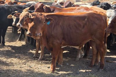 108 Crossbred Steers